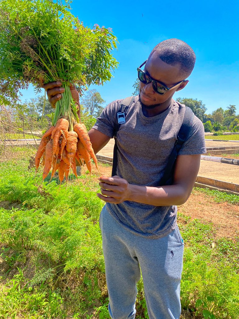 deliot8's tweet photo. Our carrots are ready for the market 🥕🥕 

This is the authentic Jos carrot with a taste like pure sugar 🤤; straight from the Plateau.

Deviating from the carrot talk, my new hair style is making me feel like under 20 😊

Back to the carrots, we are accepting orders. https://t.co/86yJoq9Izu