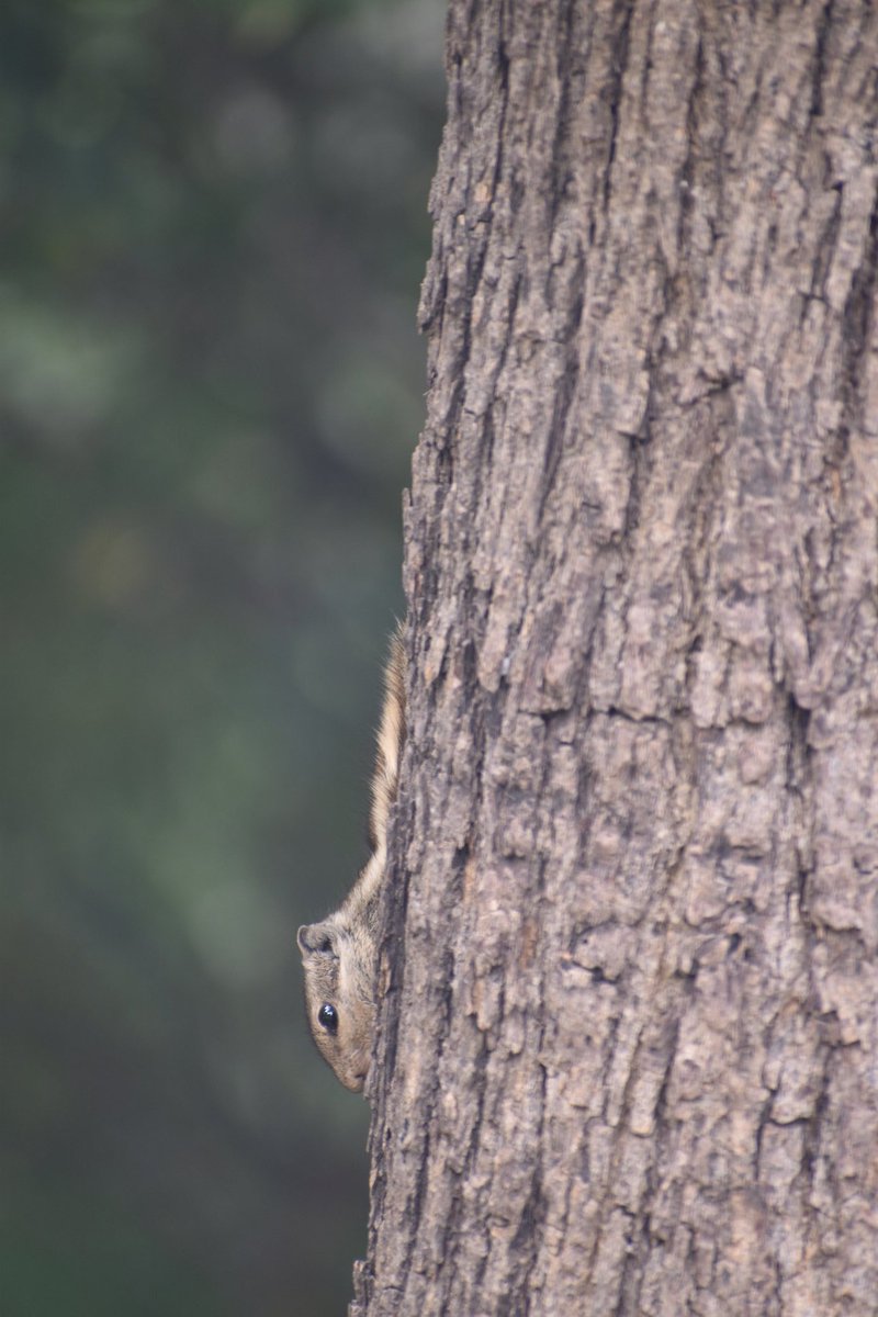 Dpsairy's tweet photo. Hiding squirrel. 
Location:- New Delhi, India.

#Squirrels #squirrel #SquirrelScrolling #animals https://t.co/L2IaoKyDMT