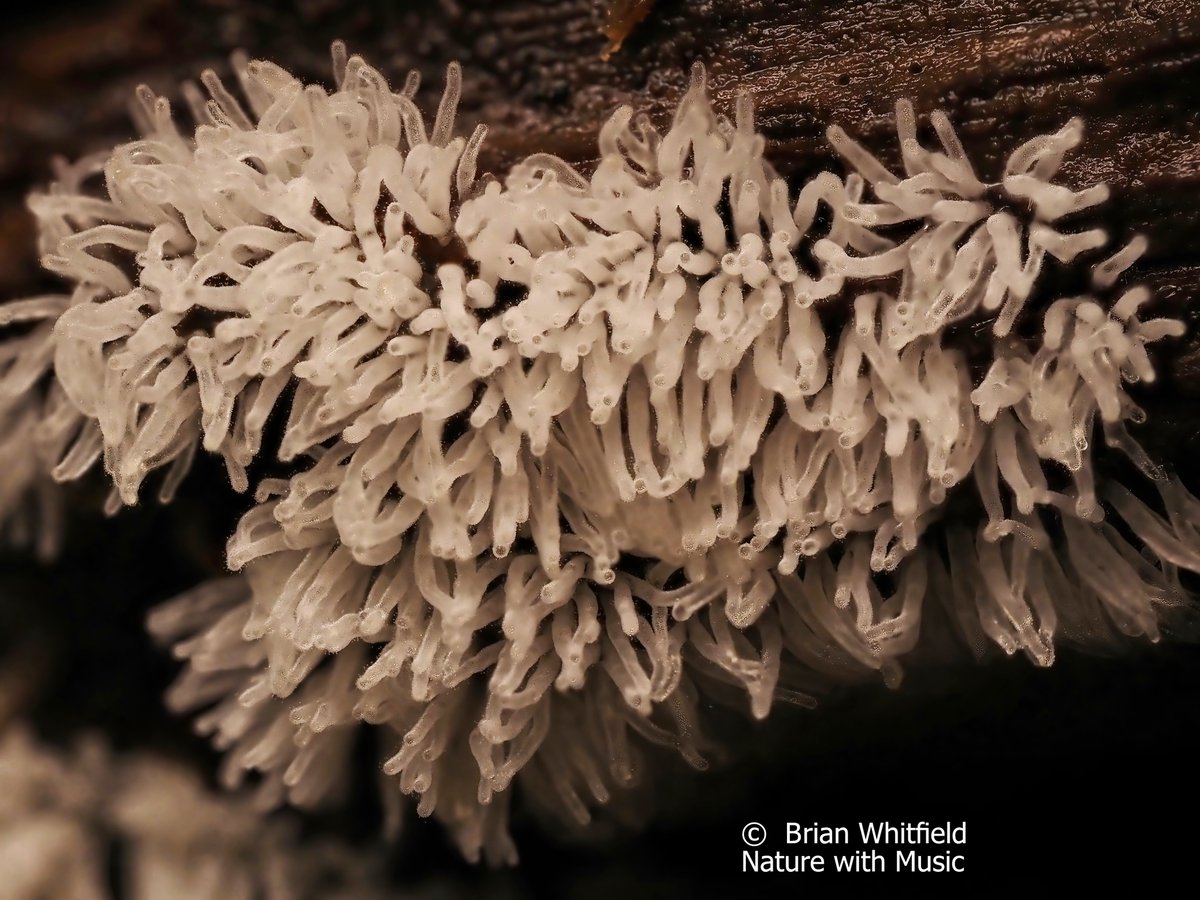 Still trying to get to grips with macro and focus stacking.
Slime Mould - Ceratiomyxa fruituloa ???
OM-System 90mm macro lens with Rotolight system. Shot Ruislip Woods UK.
#andyoverall #macrophotography #woods #mycelium #mycologysociety #slimemould #this_forest_floor