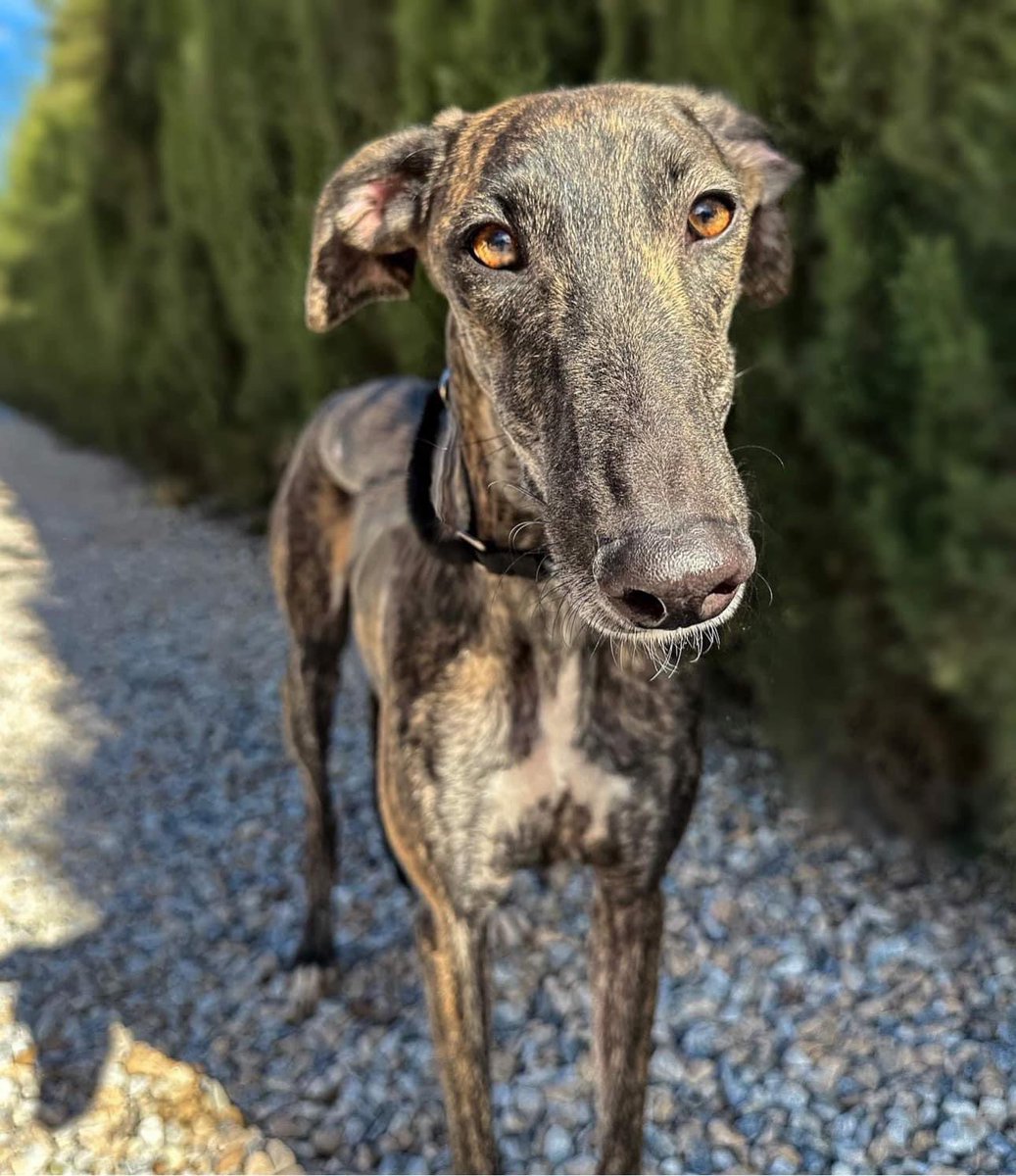 Wonder knows she is wonderful ❤️. She’s one of the new girls handed in by a Galguero recently. She’s really sweet, just 2yrs old and ready to start a new life. She’s great with other dogs, walks great on a lead and is very gentle ❤️. Interested? Send us a message ❤️ Plz share…