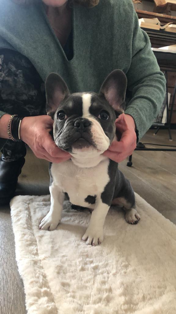 MarieLeprat's tweet photo. @universfrenchie I introduce you to my french bouledog whose name is a very french name : this is the star Léon https://t.co/CN5957fx6s