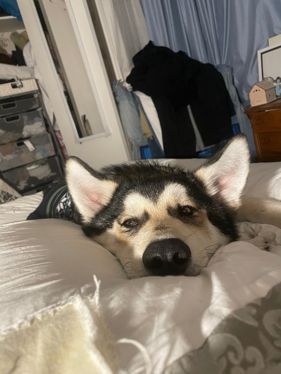 LunaKonbu's tweet photo. ๐ฑโค๏ธ๐ถ Our hearts are filled with fluffiness and love thanks to our amazing pets! Share a pic of your fur babies and let's create a gallery of cuteness! ๐ธ #PetGallery #FurBabyLove #LunaandKonbu #Konbu https://t.co/Rkn7AxsakW