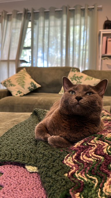 Ohhhh to be a cat who&rsquo;s human is a camgirl that is constantly home for work so you get all the love and