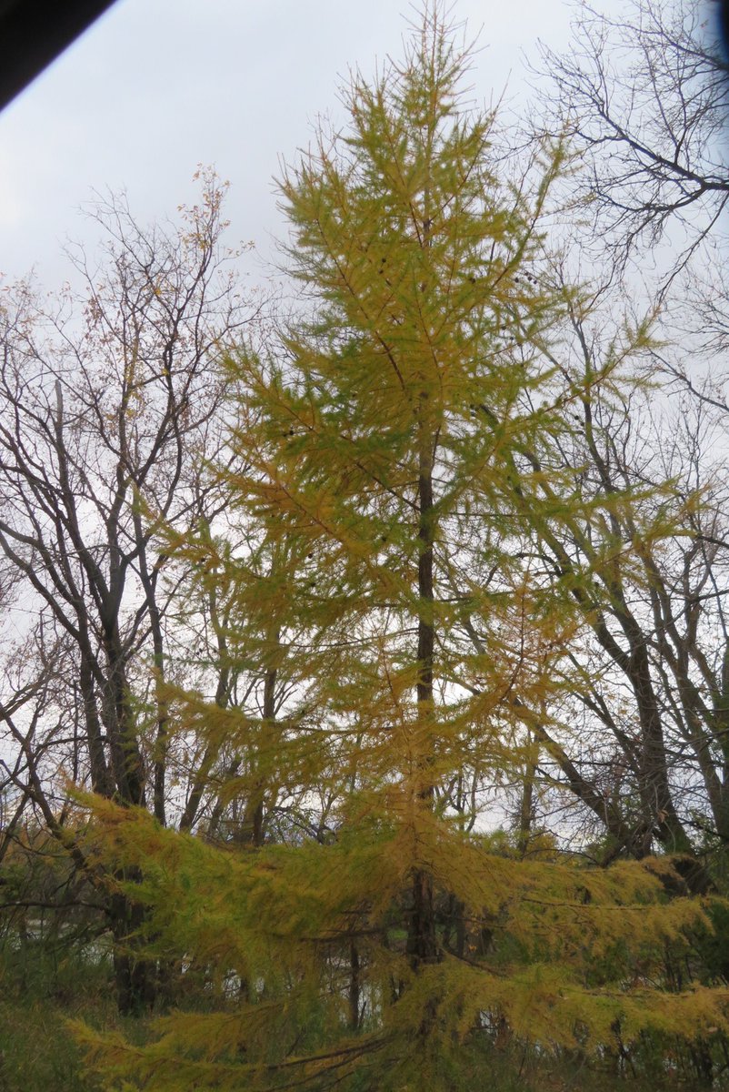 hapandcarol's tweet photo. #HAPPINESS is seeing a Tamarack tree whose needles have changed color but have not yet fallen. However they soon will. Is this tree coniferous or deciduous? #deciduous #coniferous #tamaracktree #needles https://t.co/8BG2VcvZki