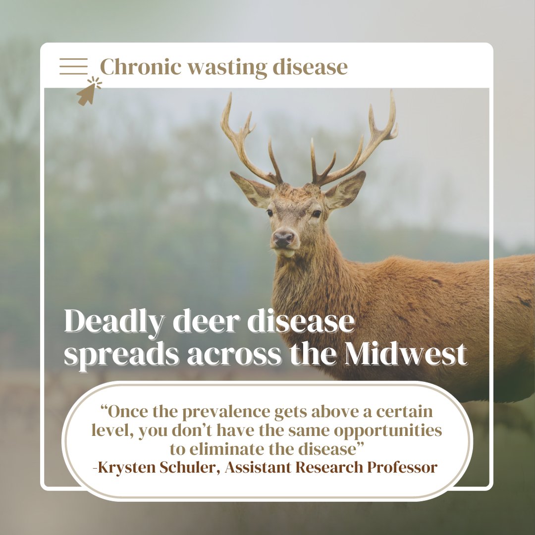 CornellMPH's tweet photo. Krysten Schuler, Assistant Research Professor at Cornell University, studies chronic wasting, a deadly disease that is killing deer across the Midwest. The disease essentially forms a plaque on the animal’s brain, killing the cells and leaving holes in the brain. https://t.co/BX6cyvTyp1