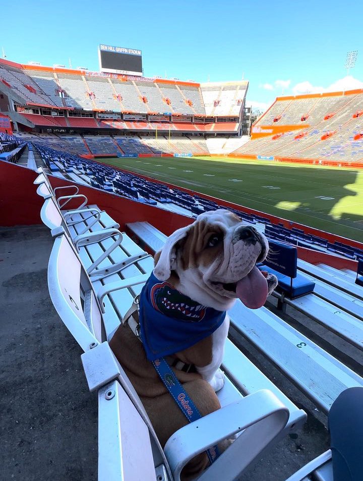 UFBarstool's tweet photo. The ONLY Dawgs we’re rocking with this week 😤 #ToHellWithGeorgia #gbf https://t.co/ChwtaibRSV