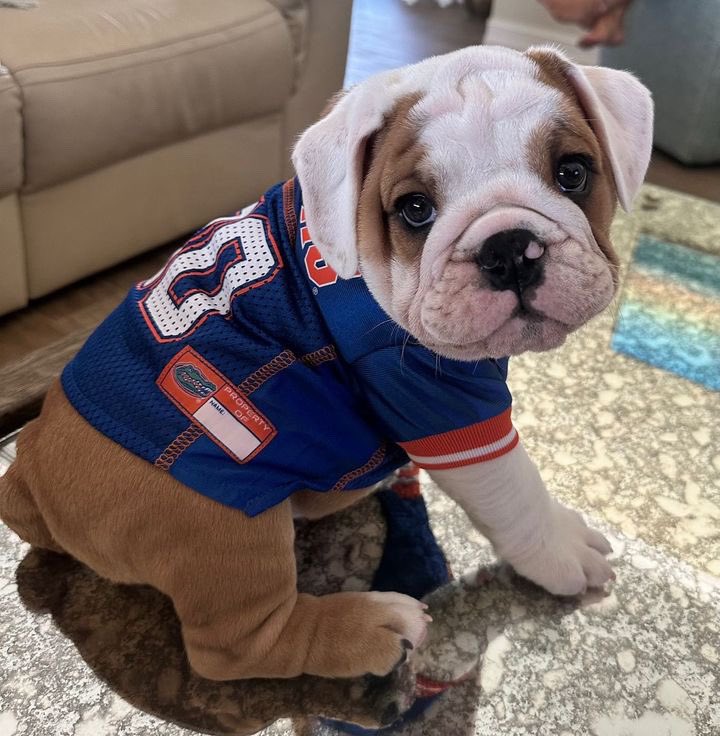 UFBarstool's tweet photo. The ONLY Dawgs we’re rocking with this week 😤 #ToHellWithGeorgia #gbf https://t.co/ChwtaibRSV