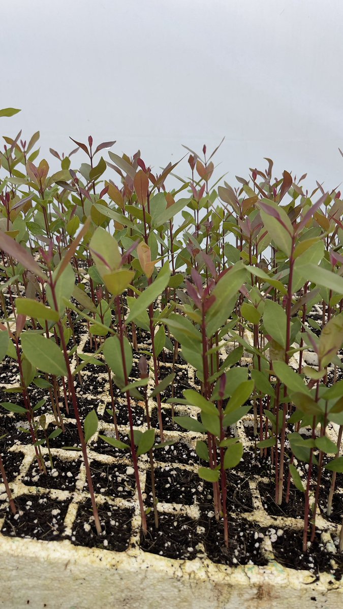 Testing week but we keep growing 💚 happy green Friday at Nguni #GenerationRestoration #localgreenbusiness #indigenoustreesplants #IndigenousPeoplefirst #localbusiness