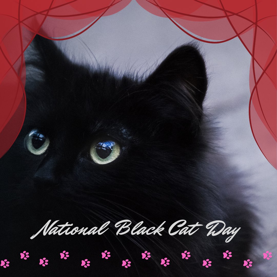 Temptime's tweet image. Kitty!