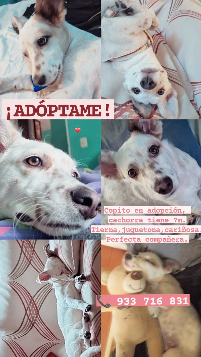 divaisgt's tweet photo. 💌 ADÓPTAME 🐶
Hola soy Copito y estoy en busca de un hogar 🥰
Llama al  📞 933 716 831
Comparte 🙏🏻
💬 Conoce mi historia en comentarios https://t.co/WhjRIazFCK