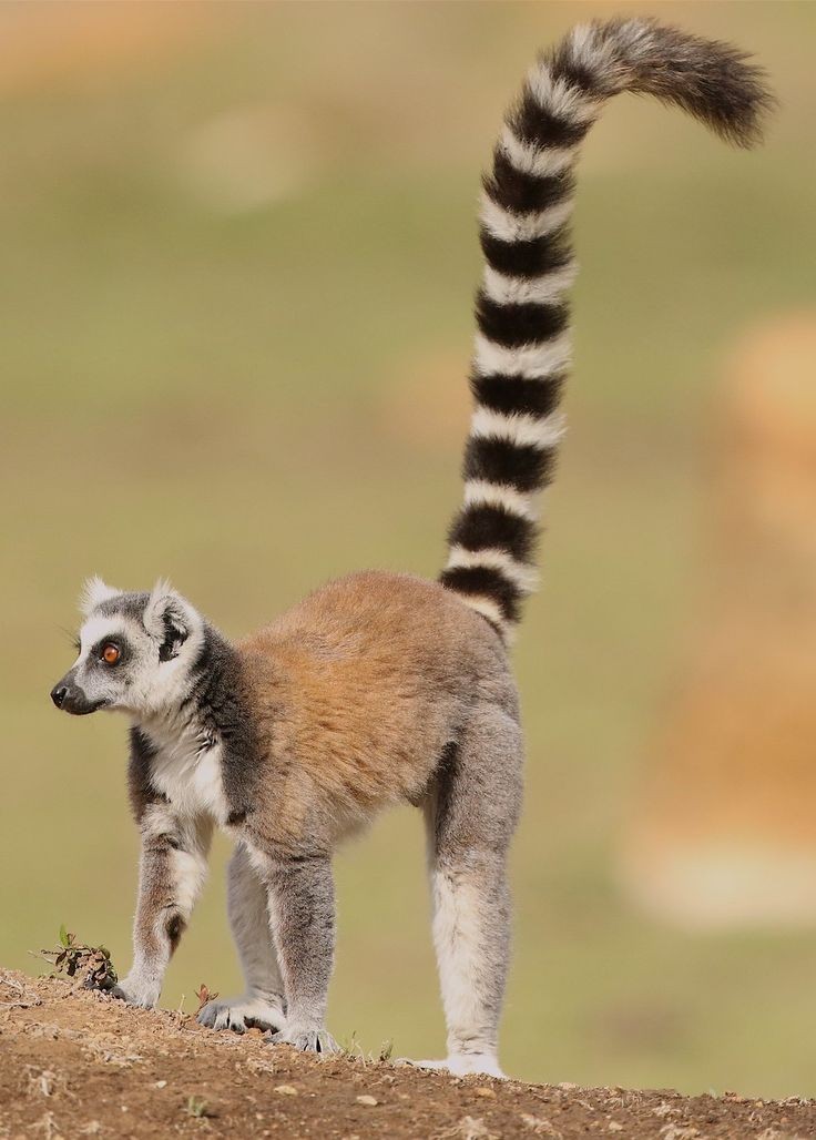 brouthierryK67's tweet photo. Journée Mondiale des Lemuriens. 
#WorldLemurDay https://t.co/WY44PbQPZw