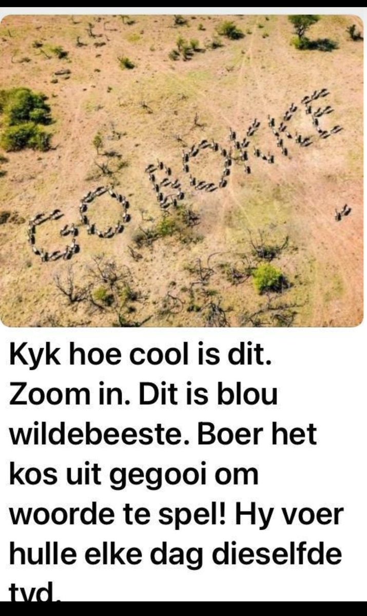 Kyk wat het hierdie SA Boer gedoen! How awesome is this?!! Go Bokke💚💚💚💚💚💚💚💚💚💚💚💚💚💚💚💚💚💚💚💚💚