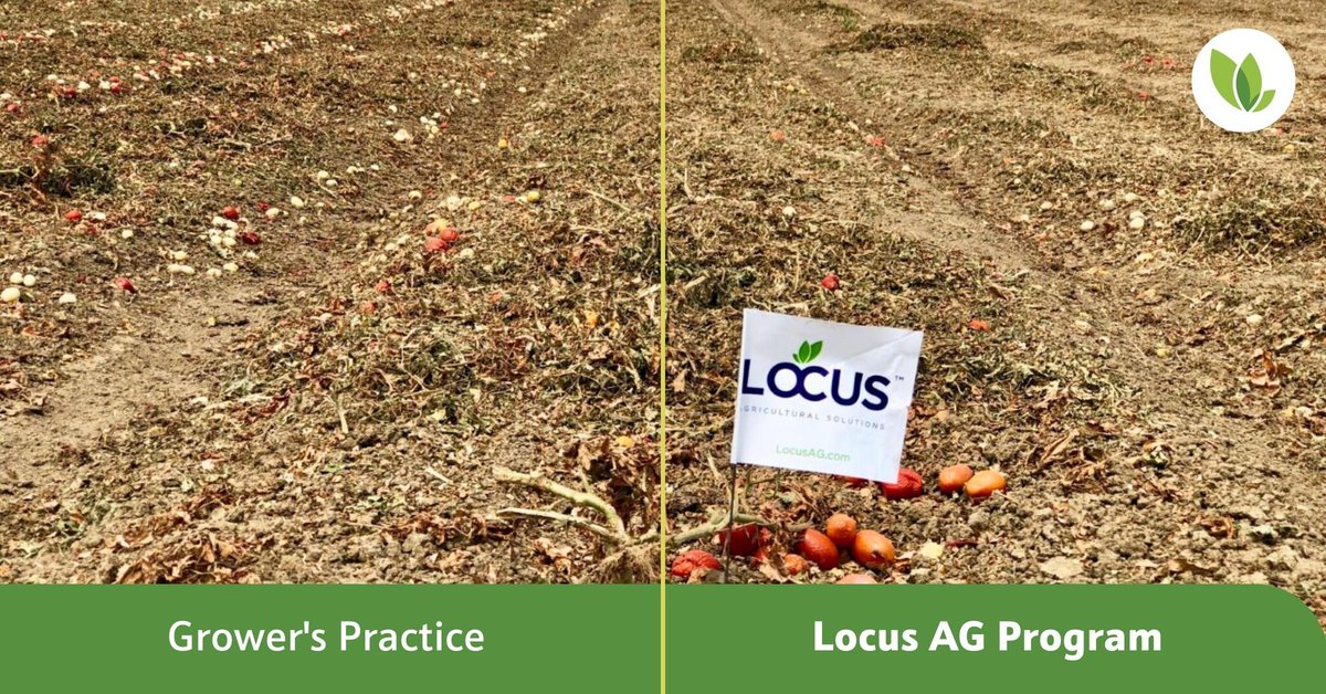 LocusAg's tweet photo. #FieldPicFriday - In a processing tomato field, harvesters have color sorters that kick out and leave behind the tomatoes that are not marketable. More marketable fruit = higher yield = higher profits. https://t.co/UZV3TP3mB5