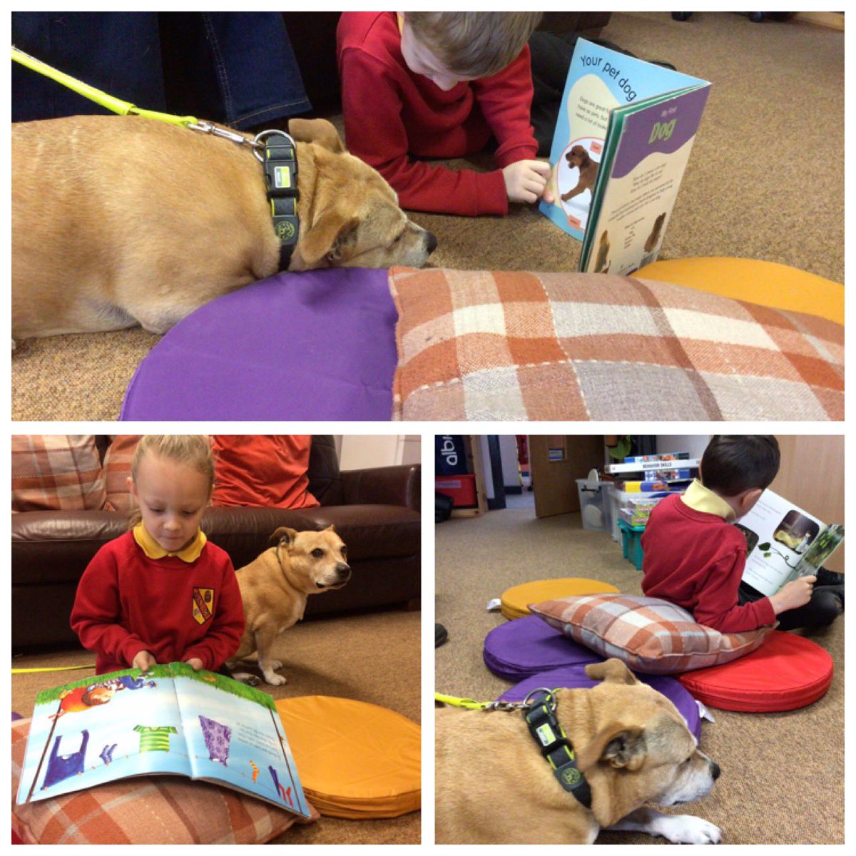 Reading 📕📗📘with our favourite dog 🐶 today in school. <a href="/TherapetC/">@Therapet-CCST</a> #reading #alwayslearning #inclusion