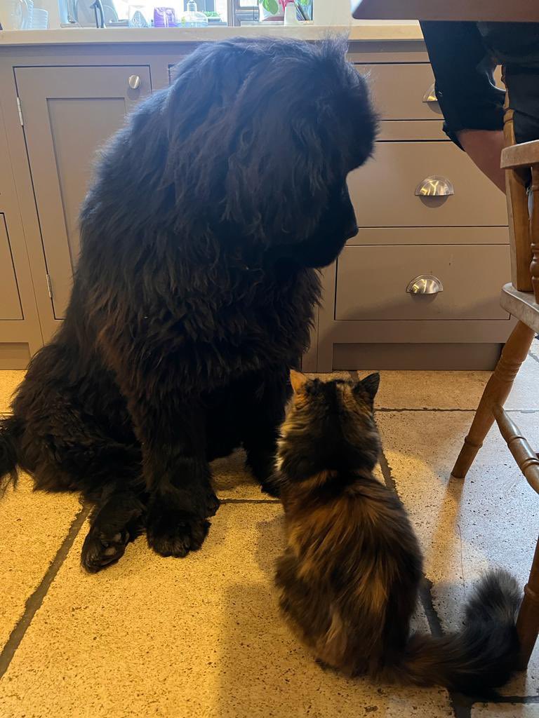 I wasn’t begging! Cats don’t eat toast anyway! #Newfoundland
