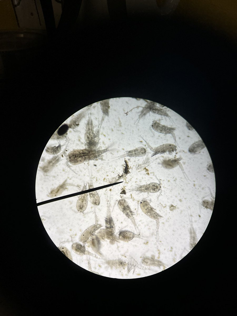 VidaMsBorn's tweet photo. Living close to the ocean and collecting plankton to study is a plus for marine biology @VIDASHARKS https://t.co/tapI7dqWJI