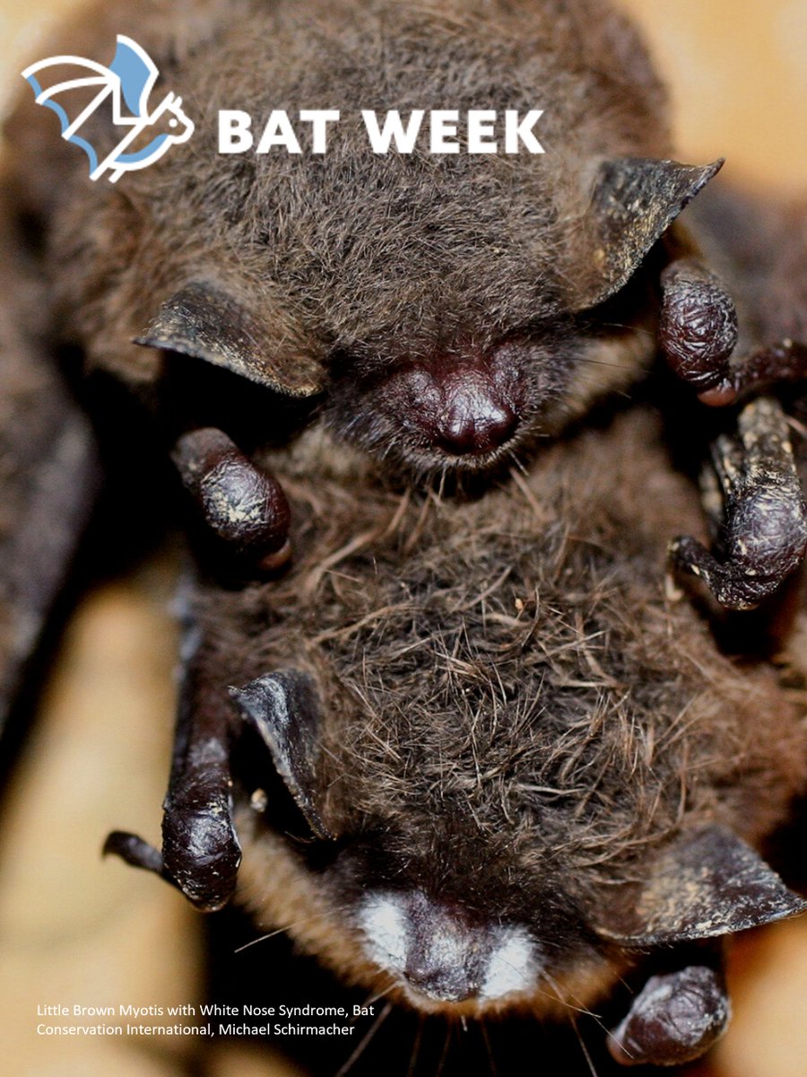 EldoradoNF's tweet photo. 🦇Bat Week🦇White-nose syndrome, though it may sound harmless, is a disease devastating bats across America. It grows in their wings, ears, and nose, disturbing them as they rest during hibernation. Learn more about what you can do to help bats in tomorrow’s post! #SAVEBATS https://t.co/2soD1h3EZ7