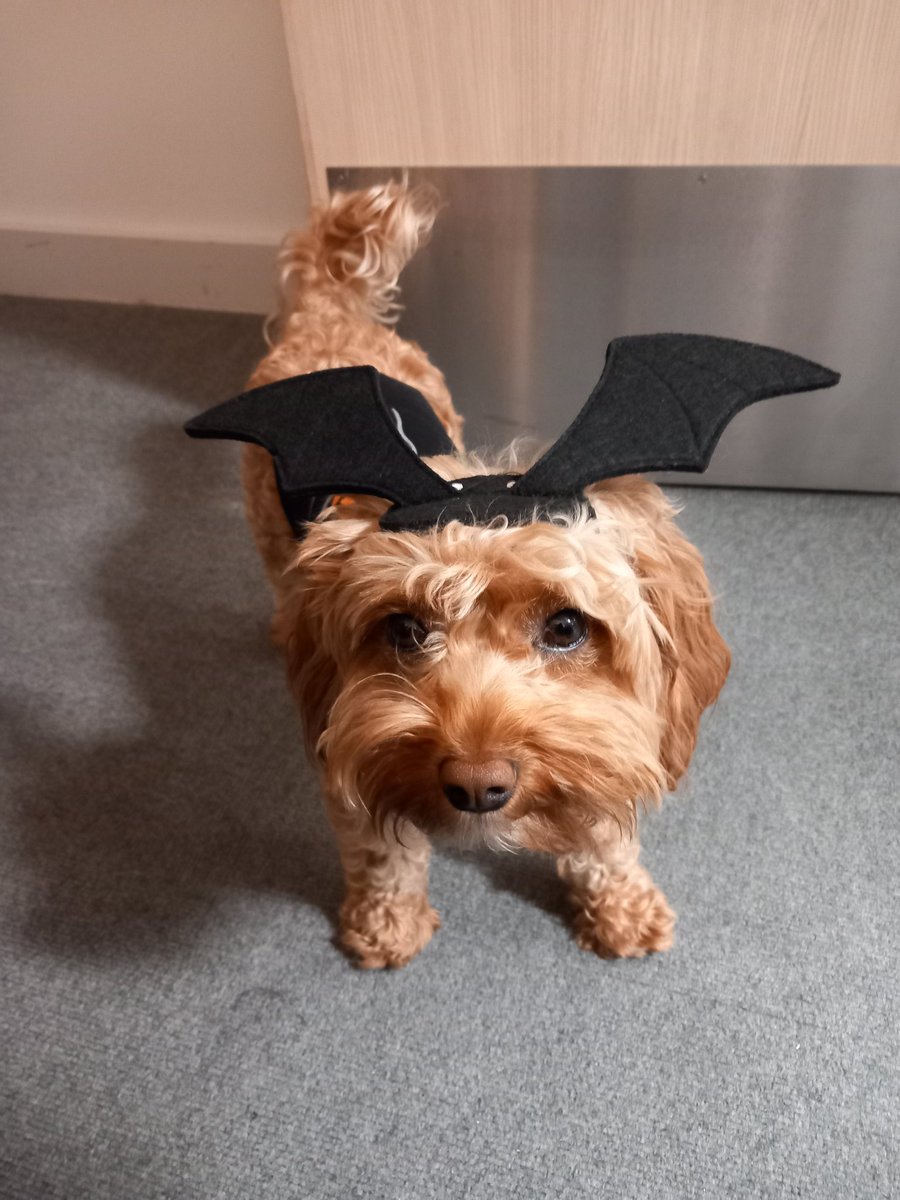 LittlestWookie's tweet photo. Things got a bit spooky @Springwell_Lds South today! https://t.co/4Up5KcKuJL