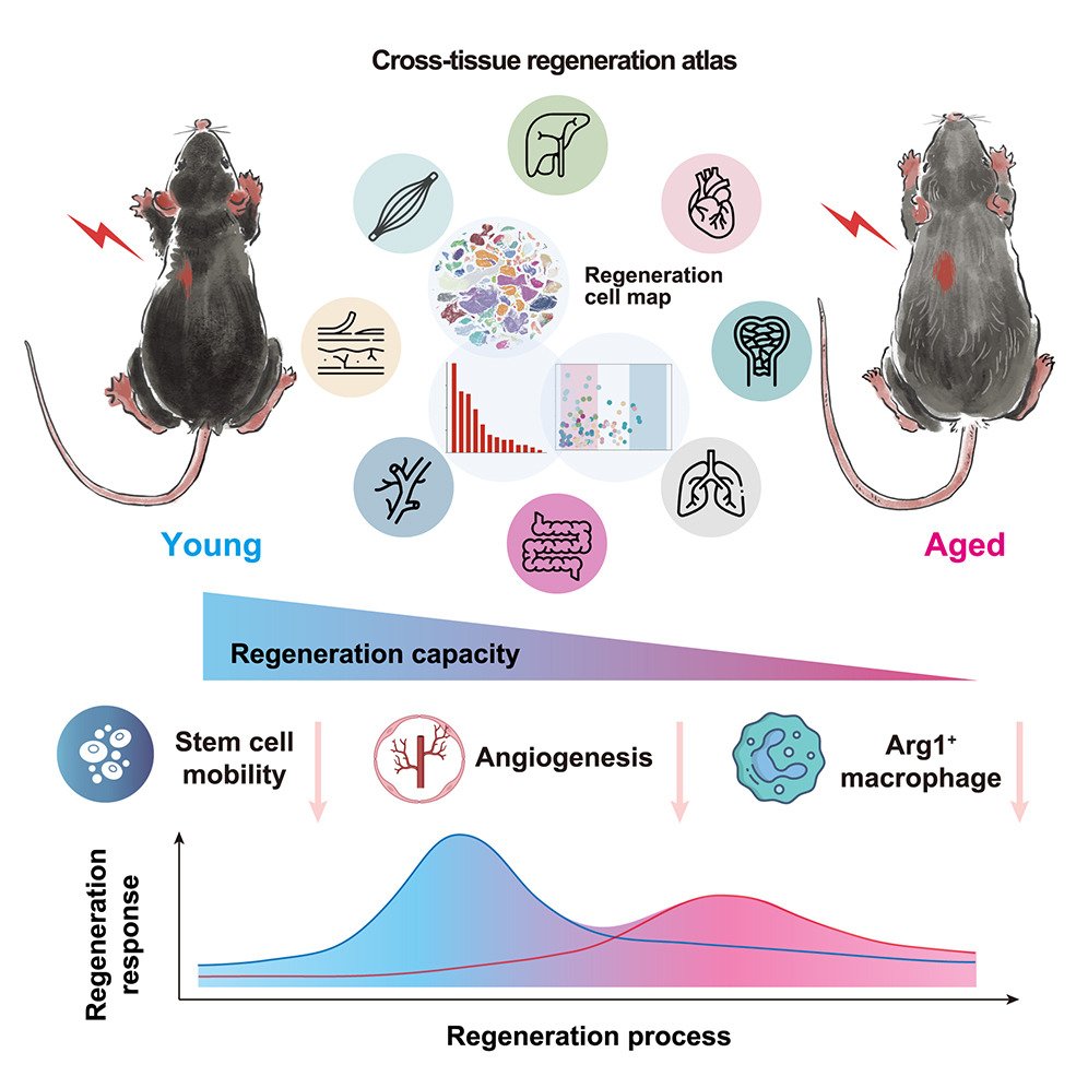 'Decoding aging-dependent regenerative decline across tissues at single-cell resolution' cell.com/cell-stem-cell…