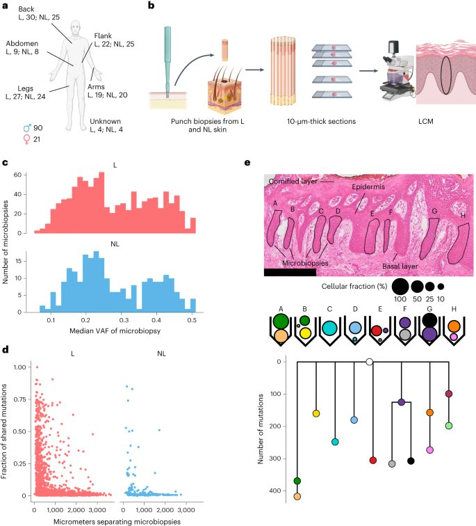 'Effects of psoriasis and psoralen exposure on the somatic mutation landscape of the skin' nature.com/articles/s4158…