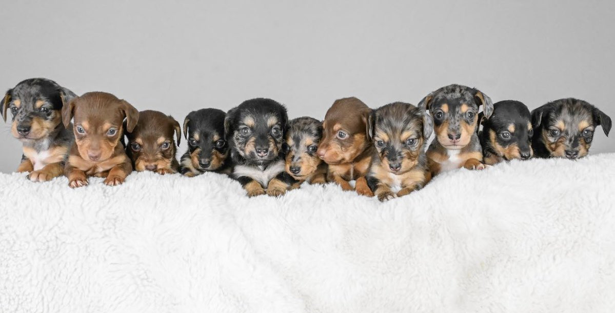 4GoodNewsNet's tweet photo. How many puppies do you count? 

The mother of these wiener puppies may have just broken a world record! 

Read more about Winnie and her pups in the link in the comments! 

 #dog #doglover #dashound #wienerdog #happy #friday #goodnews #animal #animallover #puppies #puppy https://t.co/yzK5w5xNn0