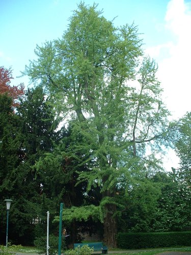 Il en impose Il est d'une autre époque Sera de la prochaine Chaque jour travaillé Je ne peux l'escamoter Je le croise Il me toise, Je m'incline Prudent Déférent Gingko Biloba Rue de l'abbaye, 26 à Ixelles Coordonnées Lambert X : 149950 / Y : 167564