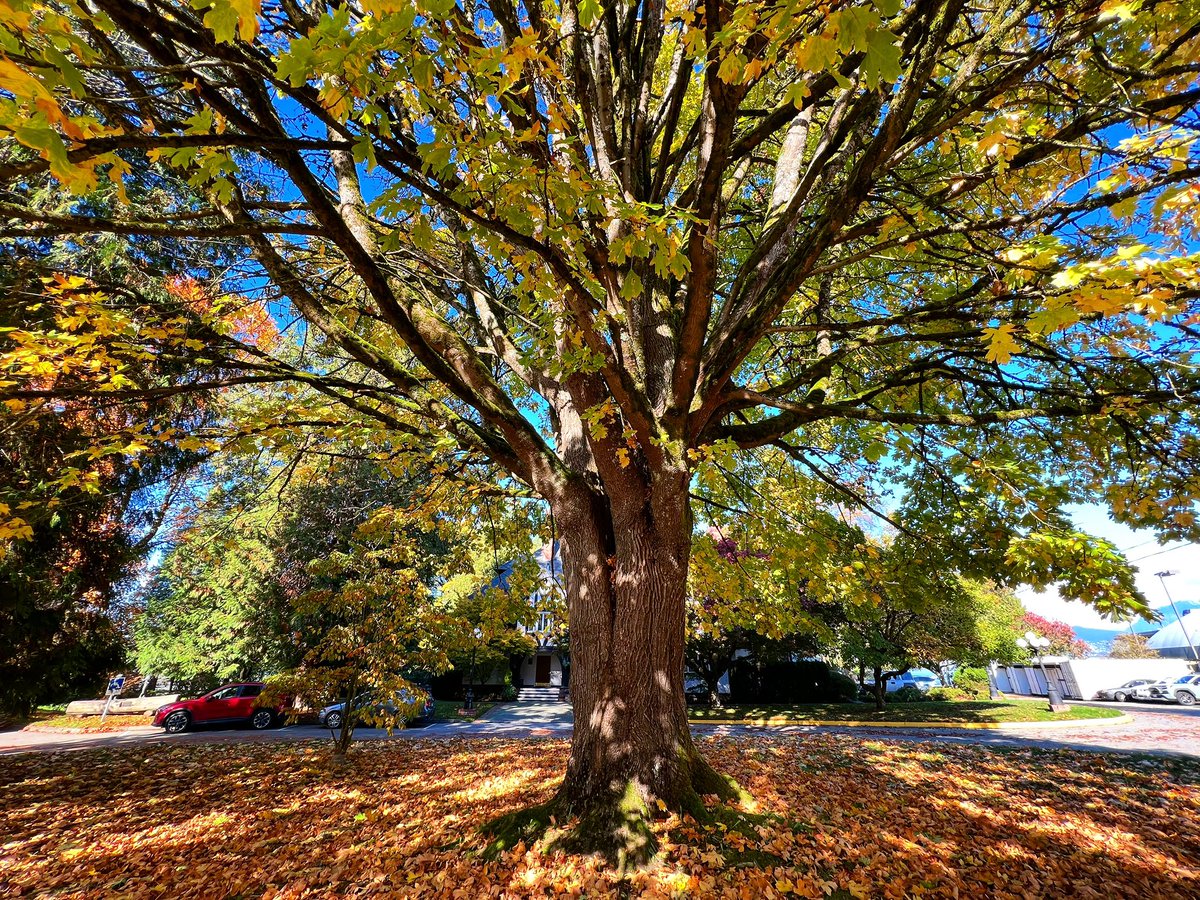 Pennan_Brae's tweet photo. Branching out. A tree in full Autumn splendour reaches out in Vancity. With some classic rock influenced songs off Vol. 2 of ‘The Garden Series’ double album to go with it via @SpotifyCanada:

🍂: https://t.co/BnWWURQKgj

#VancouverBC #PointGrey #FallColours #AutumnPhotography https://t.co/Jlb553BXgd