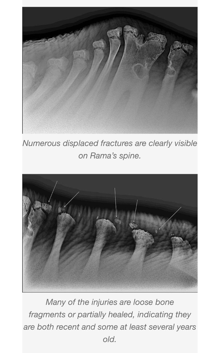 LeighAnsberry's tweet image. It’s a myth that elephants can easily carry riders bc of their massive size. This elephant is only 25 yrs. old and he has suffered for years due to greed and uninformed tourists. #RefuseToRide @WildlifeSOS