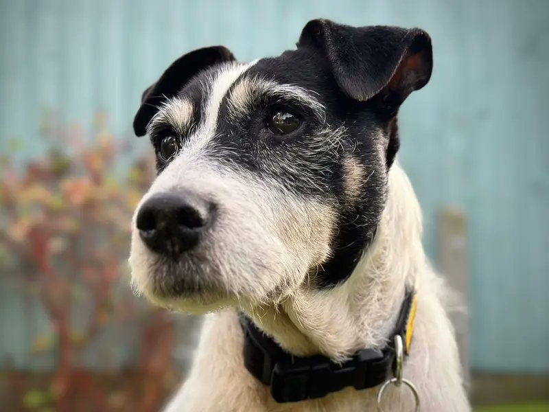 Please retweet to help Gilly find a home #LOUGHBOROUGH #UK 
#dogs