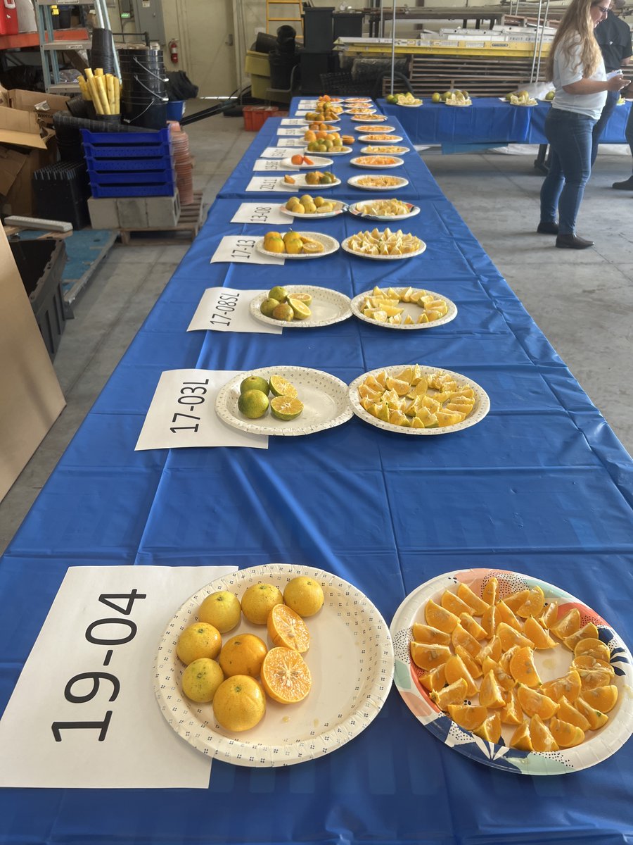 UFPostharvest's tweet photo. Enjoyed learning about #citrusbreeding from Dr. Chaparro. The highlight was tasting and rating various types of citrus fruit.
@ufhorticulture @UFcitrus @UFCALS https://t.co/WEk4VNRaFw
