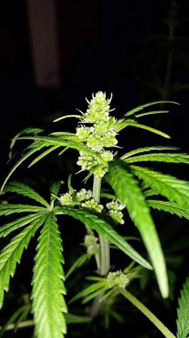 MizzFlo420Grow tweet media