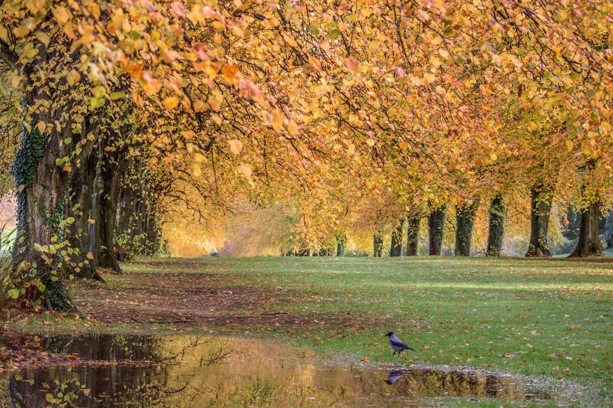 Stormont Estate, Belfast 
<a href="/love_belfast/">Love Belfast ❤️</a> <a href="/VisitBelfast/">Visit Belfast</a> 
#Belfast #Autumn #AutumnVibes 🍂