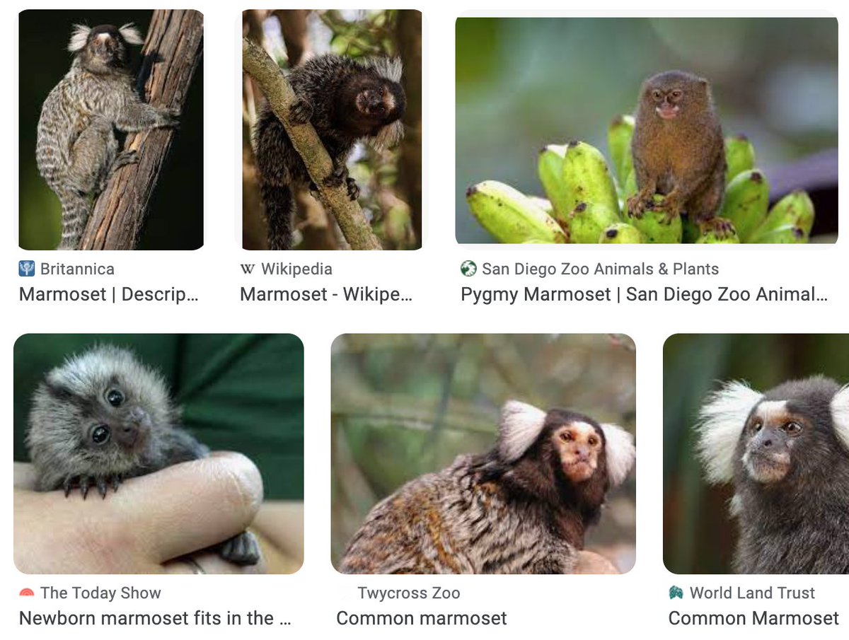 Letās Make A... Horror! (@letsmakeapod) on Twitter photo "a hand is so little, even if you have a big hand, it's like being afraid of a rodent, it's like a marmoset coming across the country to kill people." <a href="/itsmaddykelly/">Maddy Kelly</a> in Episode 3 of #LMAH #cbcpodcasts <a href="/kellykellyinc/">Kelly&Kelly</a> link.chtbl.com/hbffQyjy "a hand is so little, even if you have a big hand, it's like being afraid of a rodent, it's like a marmoset coming across the country to kill people." <a href="/itsmaddykelly/">Maddy Kelly</a> in Episode 3 of #LMAH #cbcpodcasts <a href="/kellykellyinc/">Kelly&Kelly</a> link.chtbl.com/hbffQyjy
