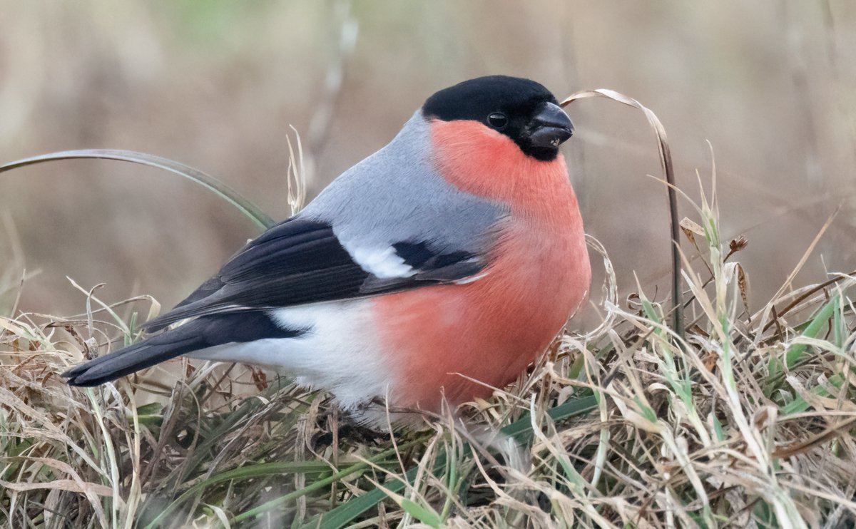 Quite the arrival of 'Northern' Bullfinch into the Northern Isles today. At least four were @FI_Obs, including these two dapper males in Boini Mire