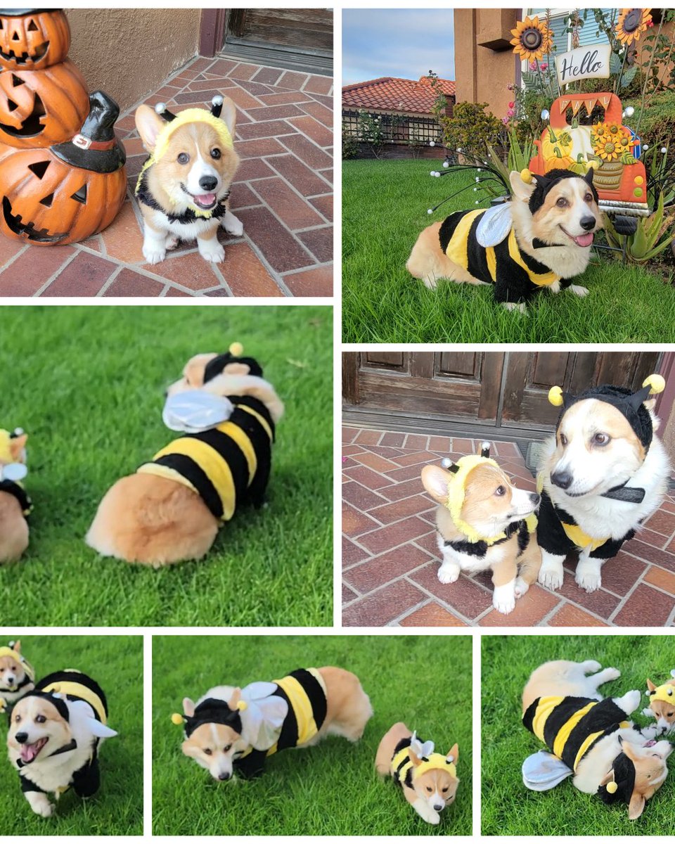 Two bees, or not, two bees
#dogdad #dogphotography #corgimania #corgiaddict