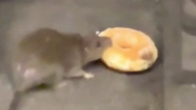 kfor's tweet photo. Watch: Rat shares doughnut with fellow rodent on subway tracks in Manhattan https://t.co/AzP0QwV0v8 https://t.co/boyk8SApPn