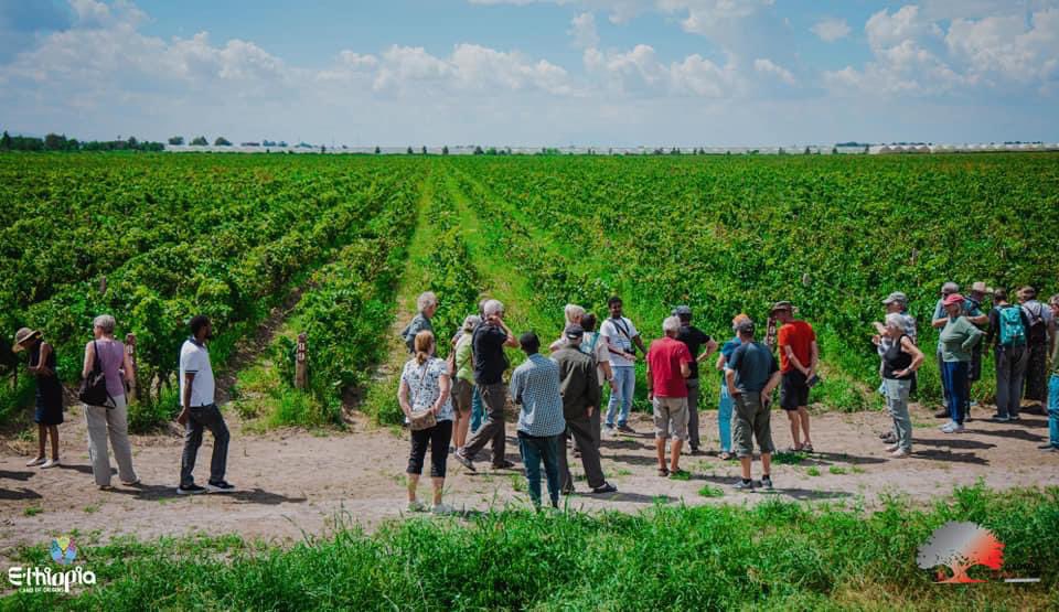 Batu, located 160km away from the capital, is not only a destination but also a perfect spot for Agritourism. Don't miss the opportunity to explore Castel vineyard and experience its charm firsthand. 

📷 Dawit Gemechu 

#ethiopiasabundance #visitOromia #LandOfOrigins #vineyard