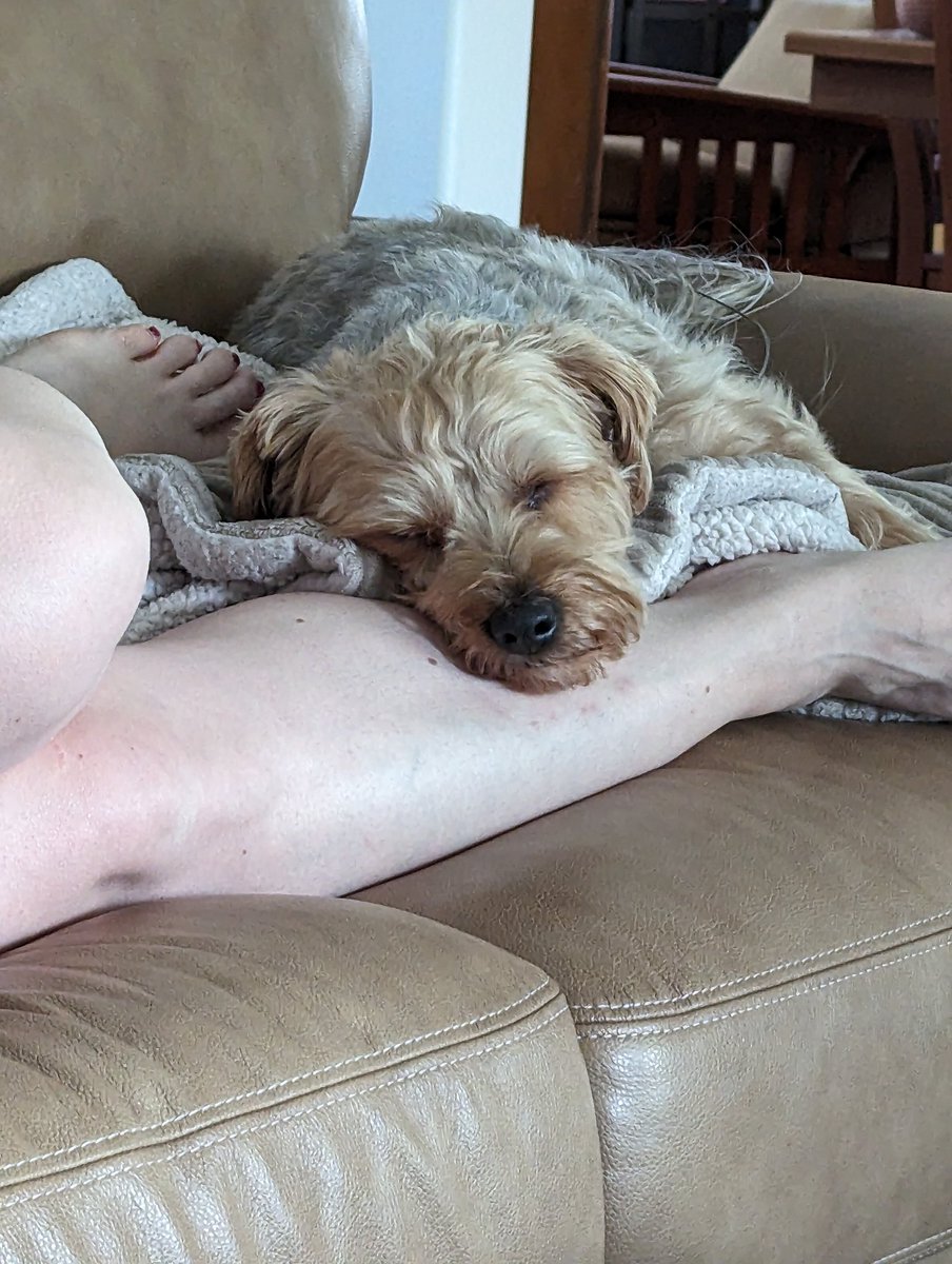 LemyBrew's tweet photo. @nathaliejacoby1 My dog is smarter https://t.co/FyXi908utM