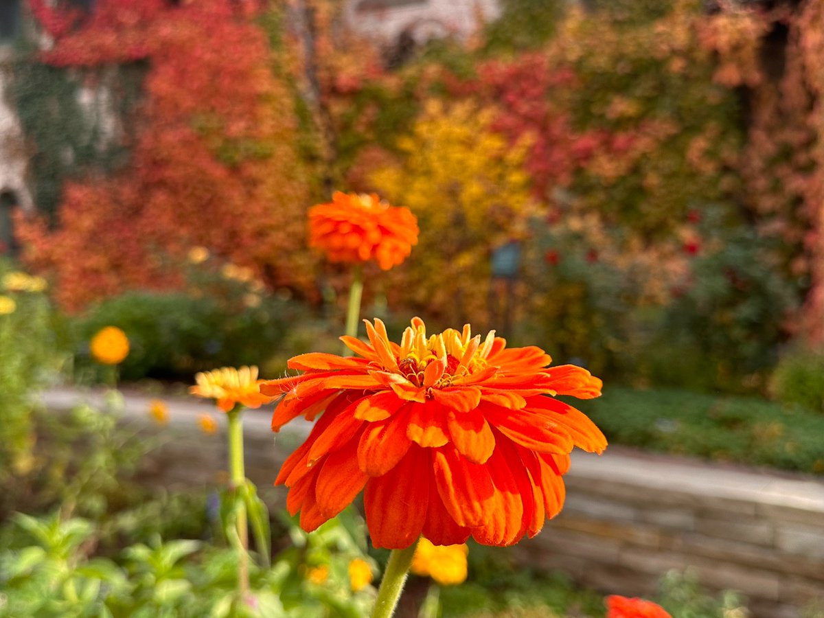 Denver Botanic Gardens tweet media