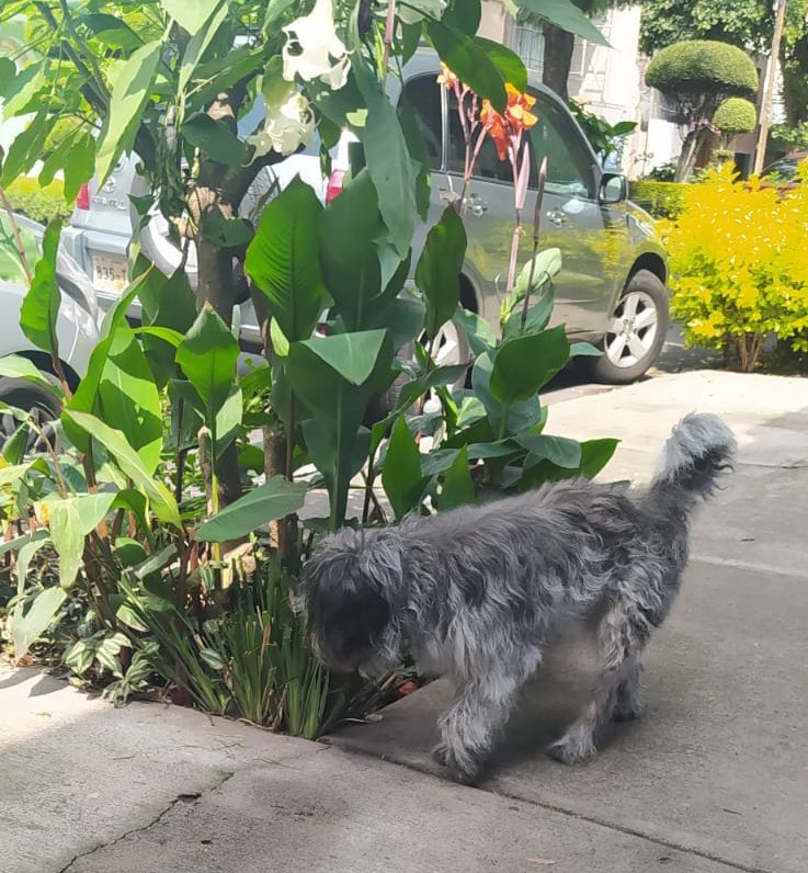 lola_lit's tweet photo. @_Narvarte @lawera33 @EchameelPerro @EscuadronSalchi @LaNapolesCdMx @PetsLmx  @PrrosPerdidosMX @PerdiDogsMx @perrososmx @por_perros @PerdiDogsCDMX @PpEncontradosMx @MascotasSismo @mascotamx
Perrito encontrado en Tajín esq. Xola  #narvarte. Muy tranquilo, collar lila sin placa. https://t.co/7zSedWffiq