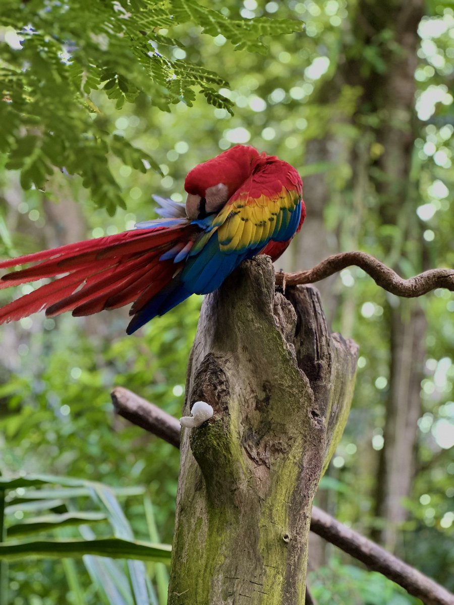 Tomarle fotos a la fauna es mi nuevo pasatiempo