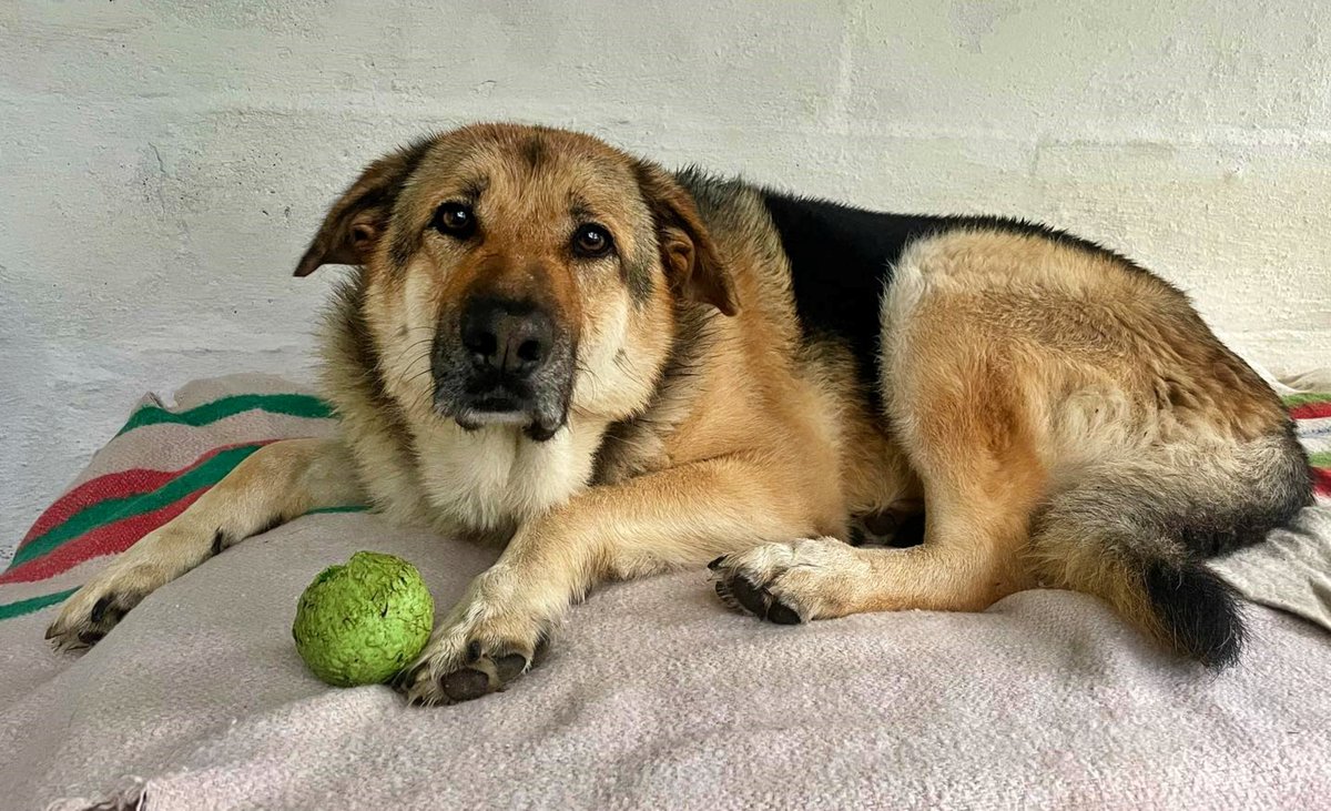 #Pontevedra
Nadie quiere a #HOMER!

Sabemos que es grande, sabemos que tiene 7 años, pero también sabemos que es un perro increíble al que se le está pasando la vida sin ninguna oportunidad…

Sociable con otros perros, le encanta pasear y que le tiren el juguete, es cariñoso, es