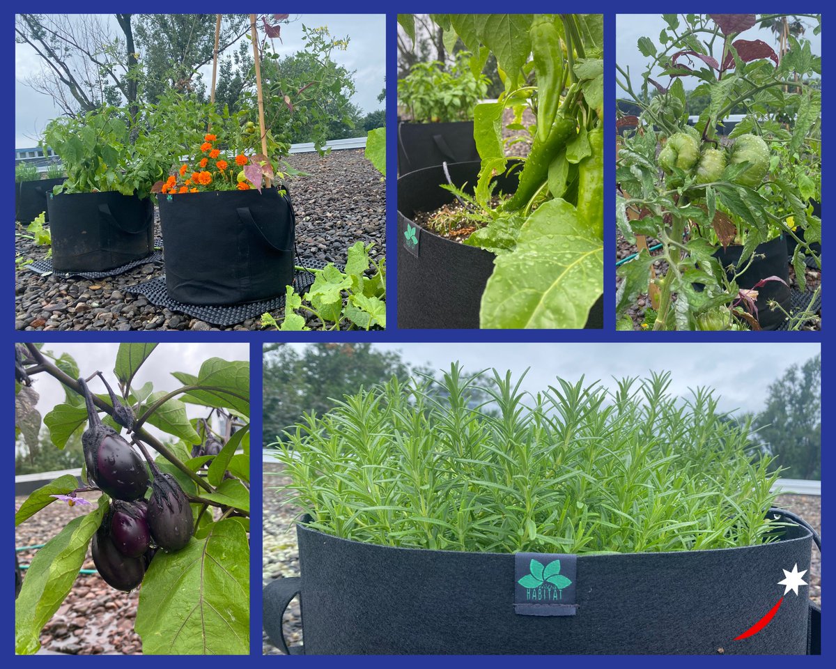 Sodexo Canada (@sodexocanada) on Twitter photo One of our Campus clients in Montreal created an urban garden on their rooftop with the help of the experts at <a href="/microhabitat_ca/">Microhabitat</a>. 
These are the freshest ingredients in our kitchen! π
Learn about our ongoing sustainability commitment > ow.ly/pIp550Q1far One of our Campus clients in Montreal created an urban garden on their rooftop with the help of the experts at <a href="/microhabitat_ca/">Microhabitat</a>. 
These are the freshest ingredients in our kitchen! π
Learn about our ongoing sustainability commitment > ow.ly/pIp550Q1far