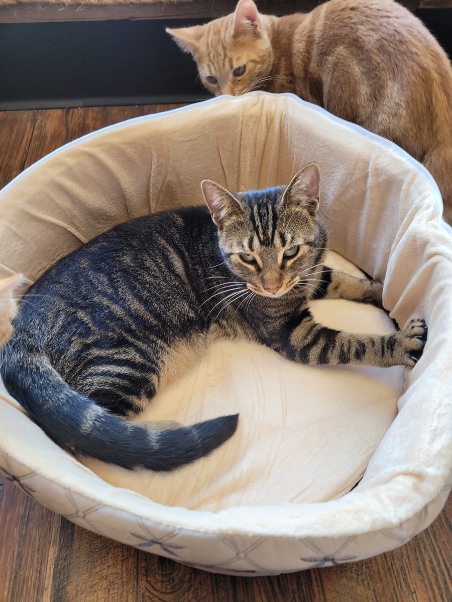 MeWowCatCafe's tweet photo. Thanks to Armarkat for the cat beds!  The kitties LOVE them!  😻😽😽😽😽❤ #mewowcatcafe #catbeds #doylestownkitties #donations https://t.co/FLtSA6AwAf
