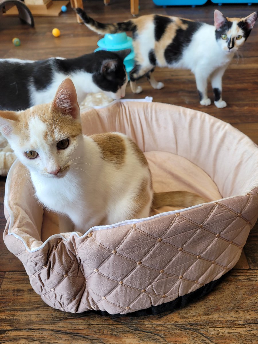 MeWowCatCafe's tweet photo. Thanks to Armarkat for the cat beds!  The kitties LOVE them!  😻😽😽😽😽❤ #mewowcatcafe #catbeds #doylestownkitties #donations https://t.co/FLtSA6AwAf