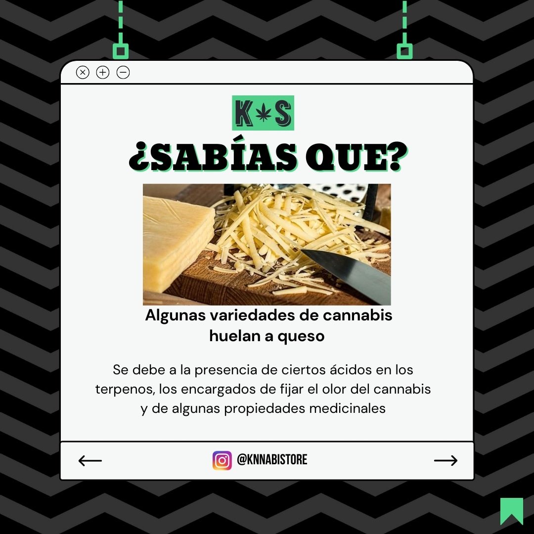knnabistore's tweet photo. ¡De razón me gusta tanto el queso!😅

𝗞𝗡𝗡𝗔𝗕𝗜𝗦𝗧𝗢𝗥𝗘 𝗜 𝗧𝗨 𝗧𝗜𝗘𝗡𝗗𝗔 𝗗𝗘 𝗖𝗕𝗗

#cbdcolombia #industriacolombiana #productosnaturalescolombia #cbdbogota #cannabismedicinal https://t.co/Dpxh2H0arT