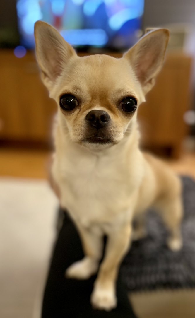 MinnaHynninen's tweet photo. Huomaa minut, sanoo #Leila https://t.co/FAsRbMrfPE
