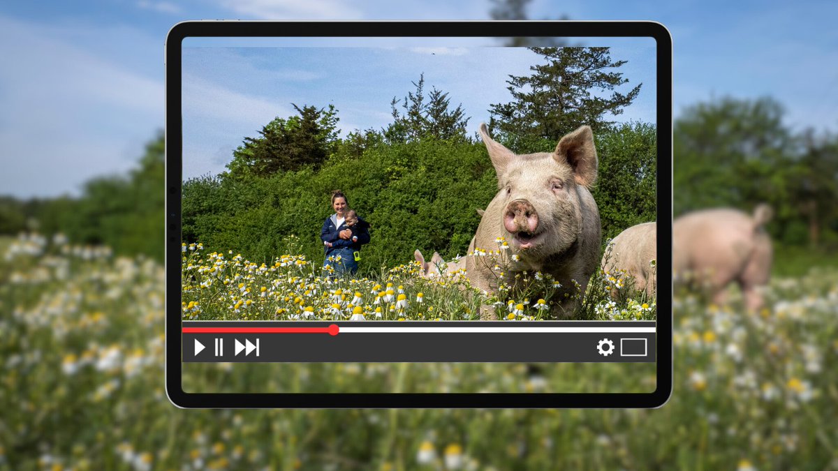 USDA_AMS's tweet image. Oct. is #NationalPorkMonth -- All 60,000 American pork producers are invited to visit our free webinar series recordings about USDA livestock mandatory reports &amp;amp; how our supply chain data can inform their business decisions. #AgData ow.ly/Kg6Y50Q1ANq