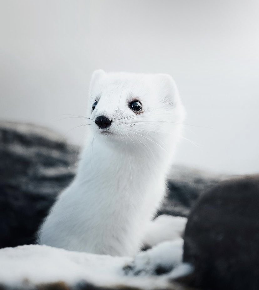daily stoat! tweet media