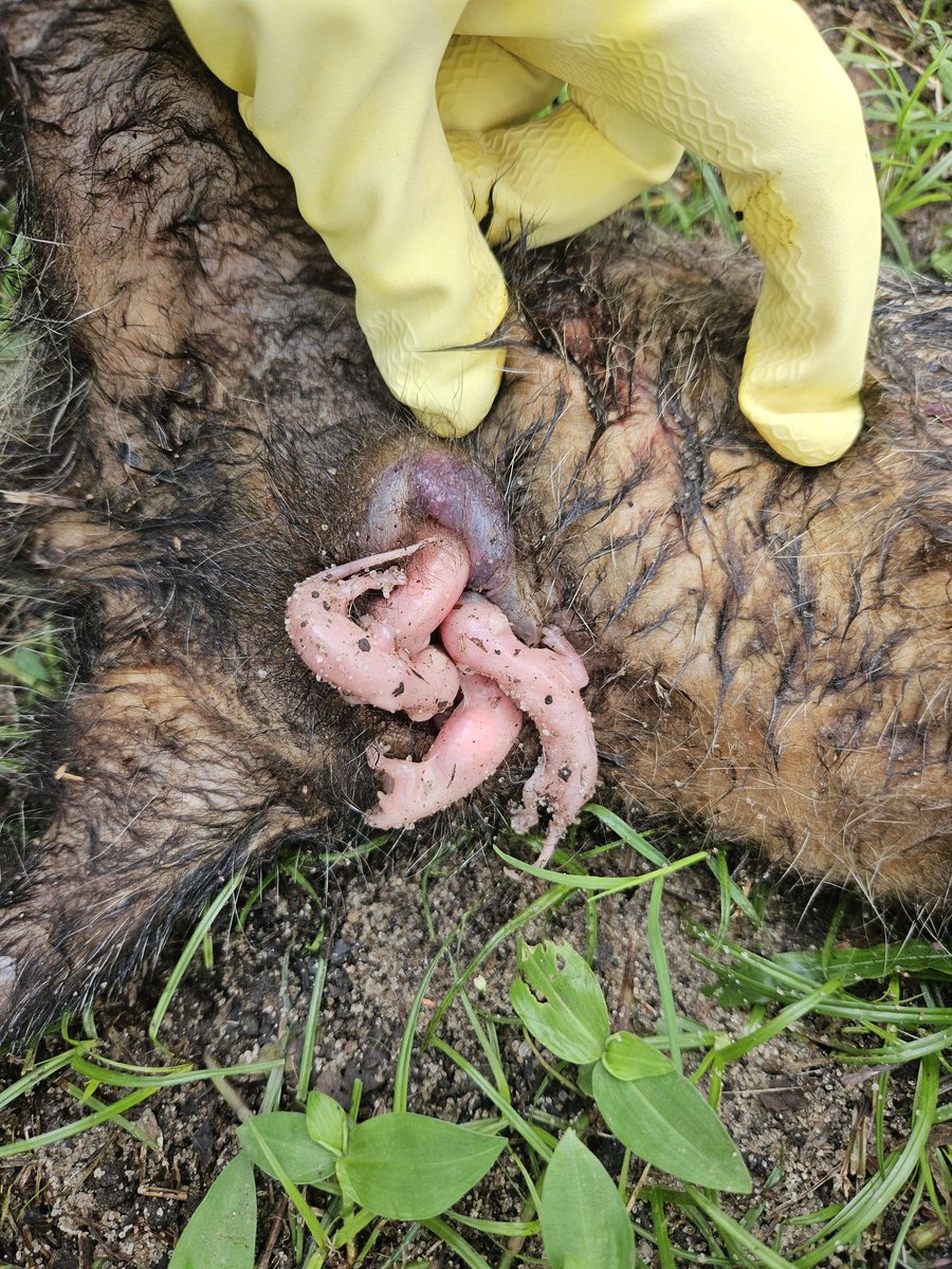 Hoje foi dia de resgate de neonatos de gambá. A mãe foi morta por um cachorro e os filhotes foram levados pro CRAS da Estácio, em Vargem Pequena. Qnd estão novinhos assim, chamamos carinhosamente de "chicletinho". A chance de sobreviver é baixa mas estamos na torcida por eles 🩵